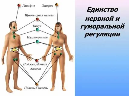 Гуморальное влияние гипофиза на щитовидную железу