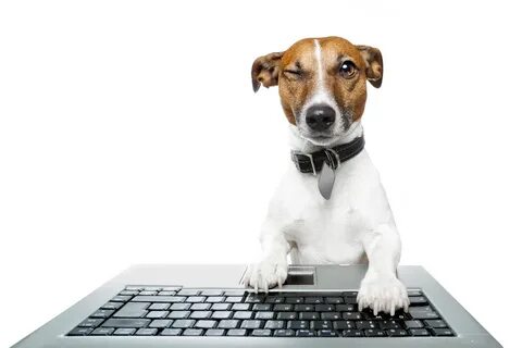 Dogs биржа