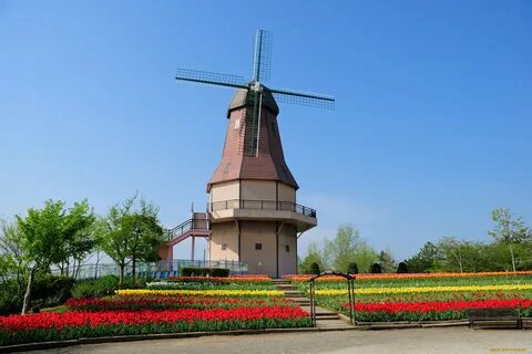 Мельница цветы