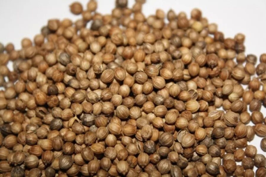 Семена мелкие чёрные круглые. Круглые семена. Круглые семена. Семена голубики. Специи круглые зерна.