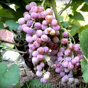 Сорт винограда сомерсет сидлис отзывы