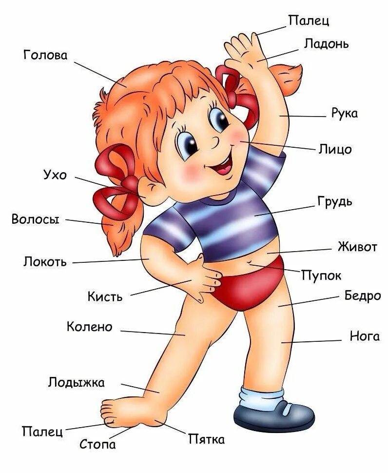 Органы человека для дошкольников. Плакат. Плакат строение человека. Плакат части тела для дошкольников. Строение человека для детей.