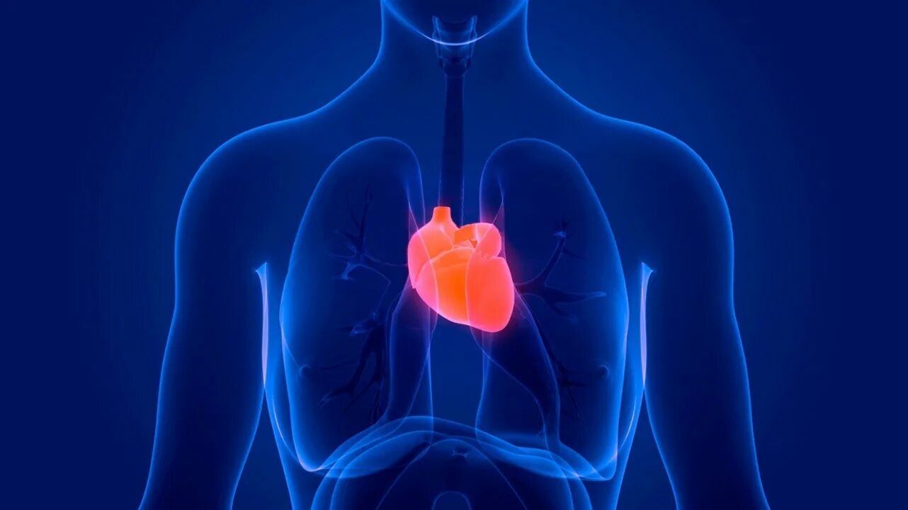 Где находится сердце у человека. Сердце правой стороны бывает. Анатомия и физиология сердца человека. Расположение сердца у человека. Как называется когда сердце справа.