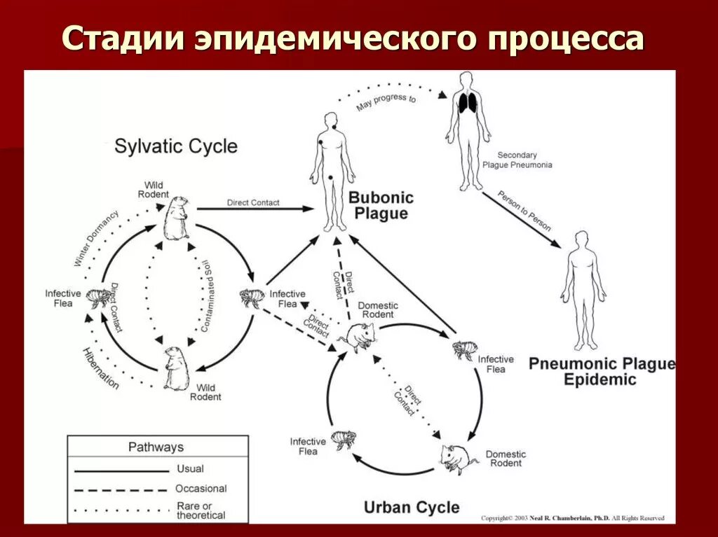 Чума тип питания