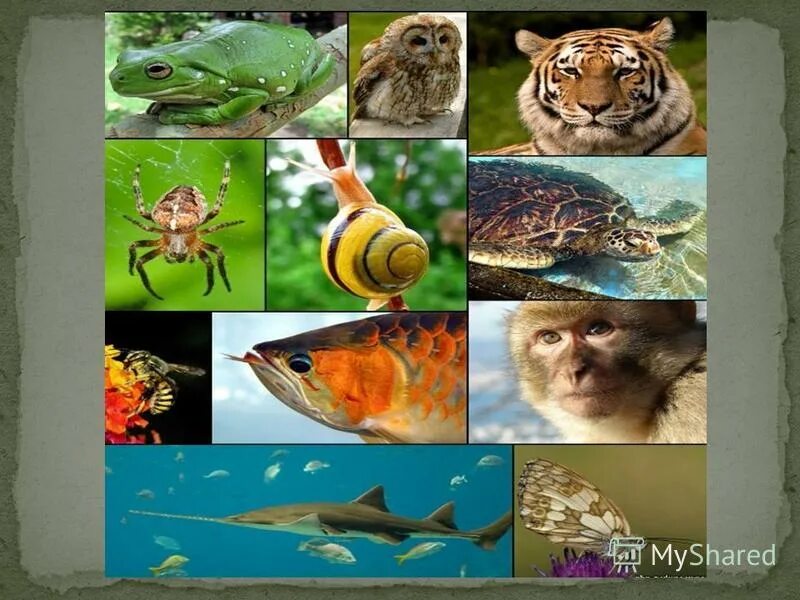 Тесты на тему 3 класс охрана животных. Проект защита животных. Тесты на тему 3 класс охрана животных. Тесты на тему 3 класс охрана животных. Стихи о защите животных для детей.