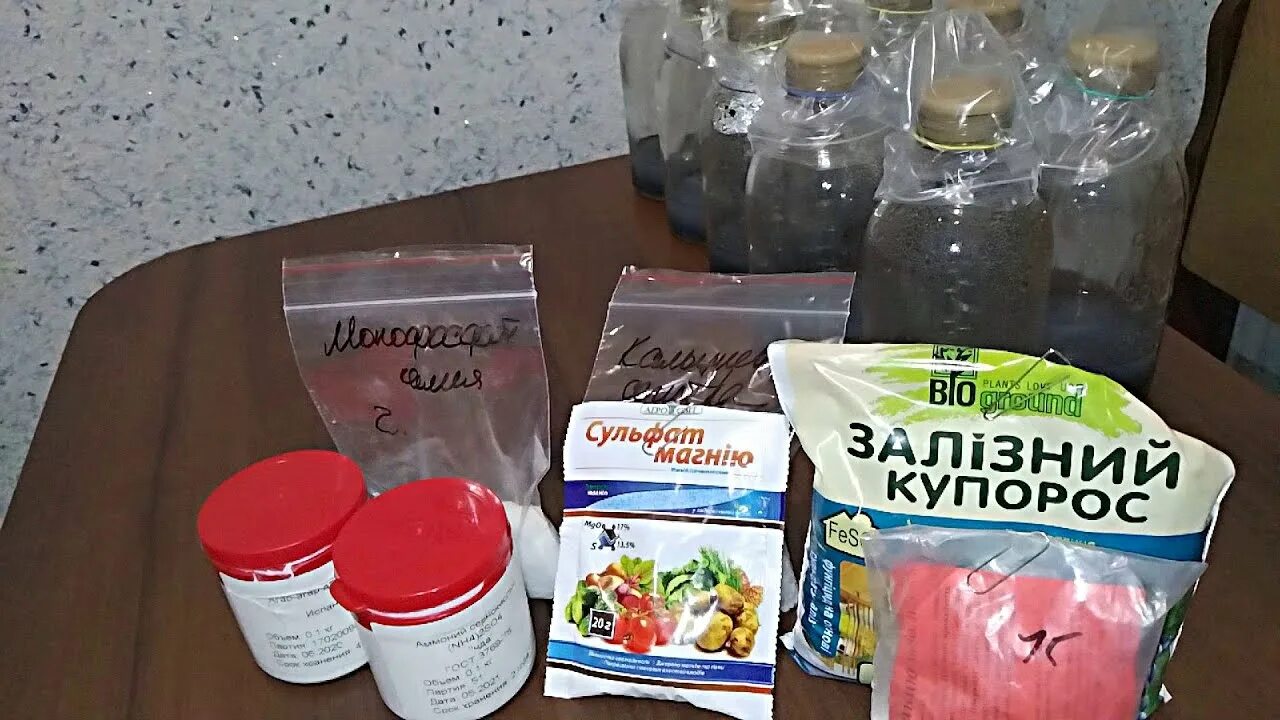 Питательная среда dkw. In vitro растения. Среда для семян орхидеи. Семена орхидеи прорастание. Среда для семян орхидеи.