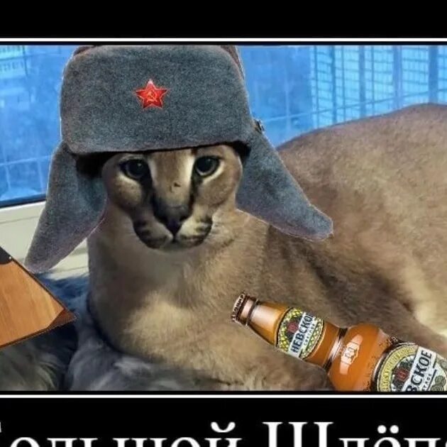 Шлеп магазин. Шлепа русский кот. шлёпа русский кот с пистолетом. кот в шапке ушанке.