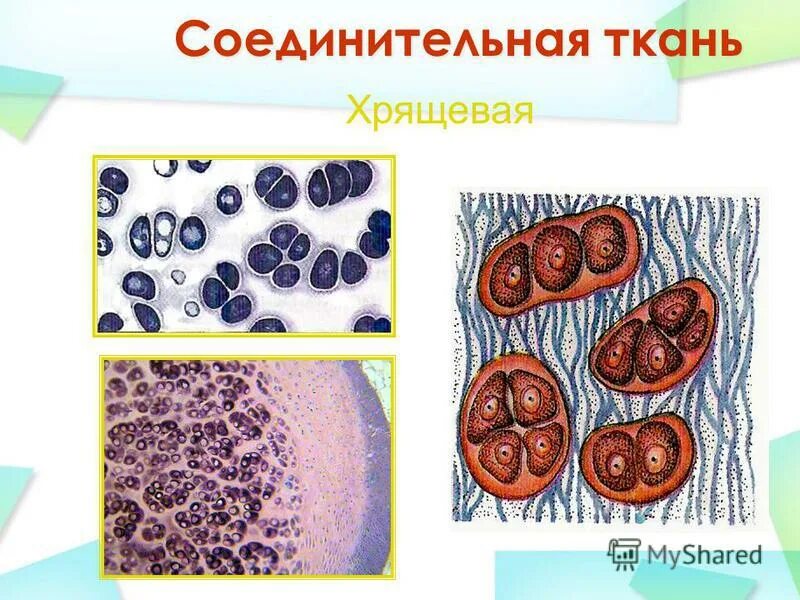 Процессоры intel 4 ядра для ноутбука. Гипотезы происхождения ядра. 5 ядер. Интел i5 характеристики. Строение ядра клетки биология 8 класс.