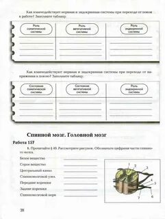 Как взаимодействуют нервная