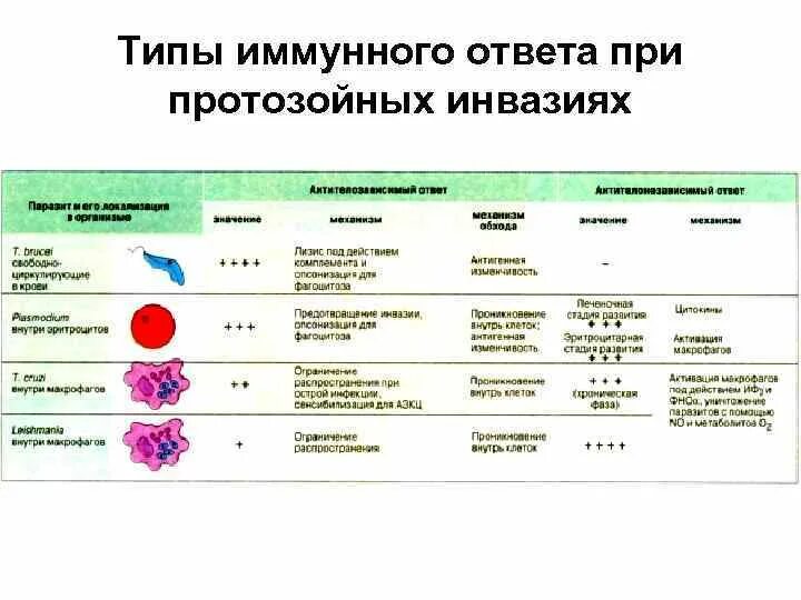 Дефекты иммунной системы при протозойных болезнях. Типы иммунного ответа. Типы адаптивного иммунного ответа. Противопротозойный иммунный ответ. Иммунный ответ при инфекциях