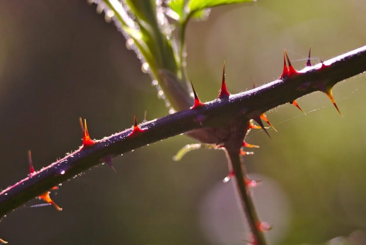 Дерево с шипами. Стебель розы с шипами. Терновый венец куст. Protection thorns. Дерево с шипами на ветках.