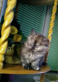 Авито брянск котята в добрые руки