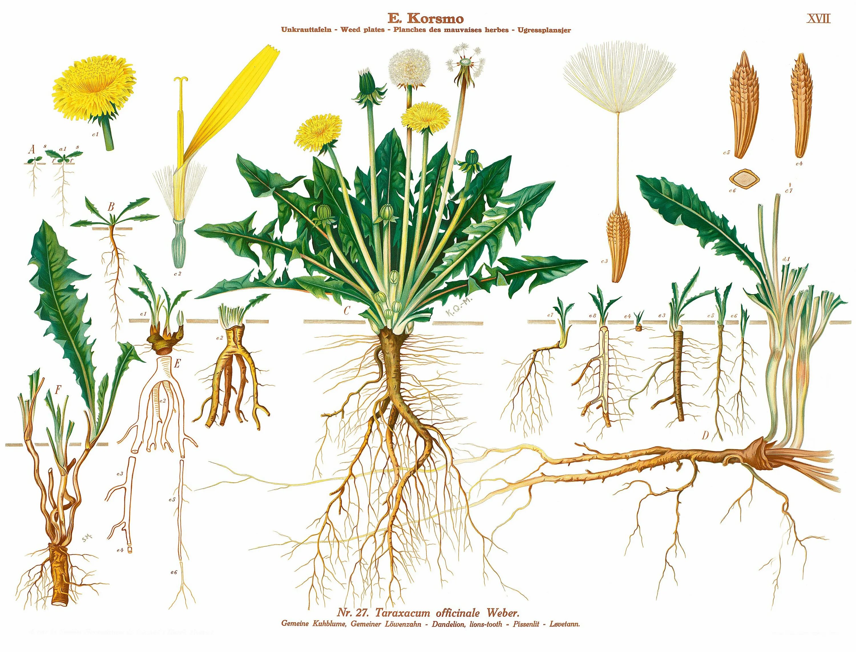 Ботаника строение растение. Taraxacum officinale ботаника. ботанический атлас одуванчик. строение корня одуванчика. семейство астровые. одуванчик лекарственный.