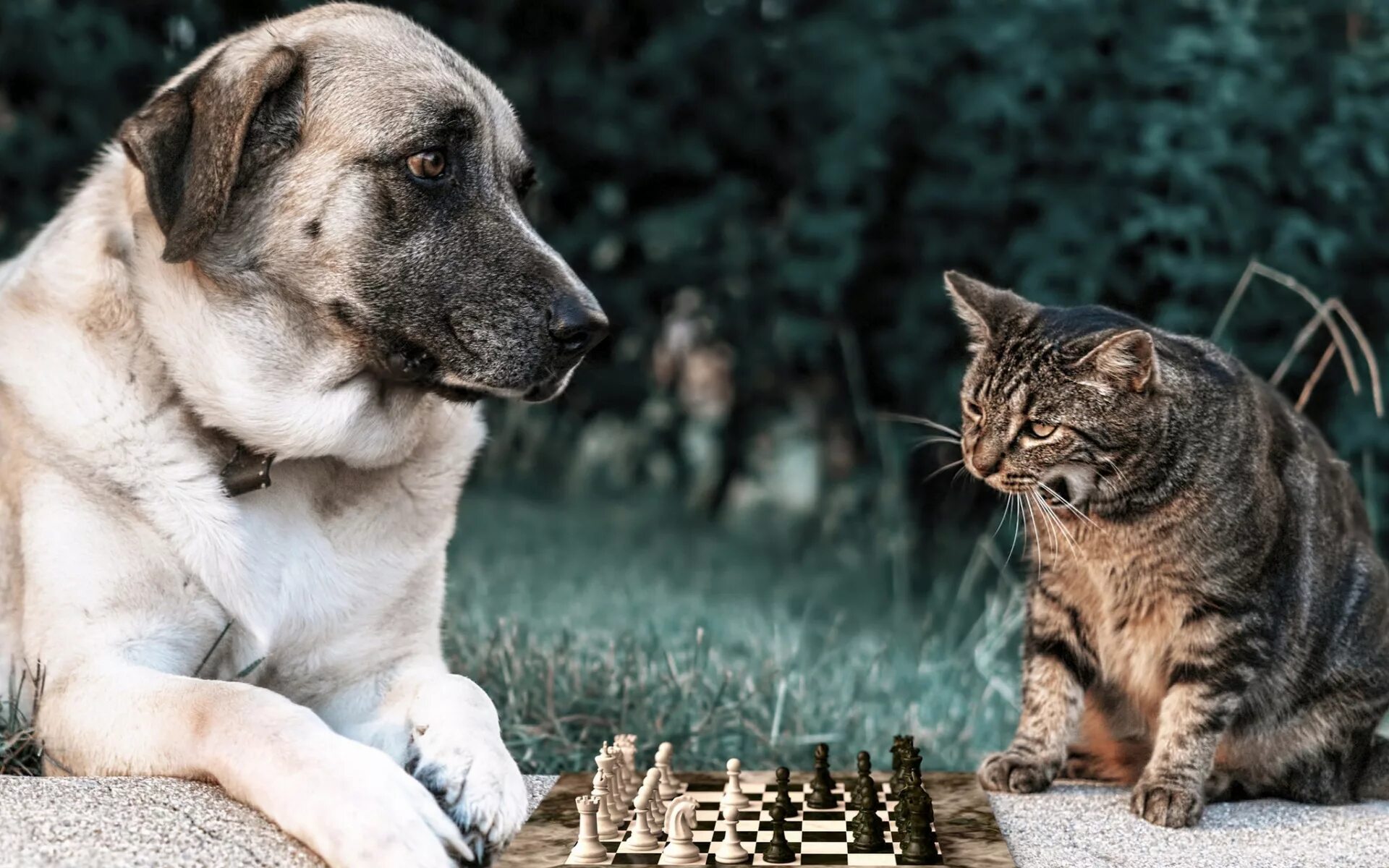 Dog and cat playing. Кошки и собаки. Шахматы кошки. Собака и шахматы. Животные играют.