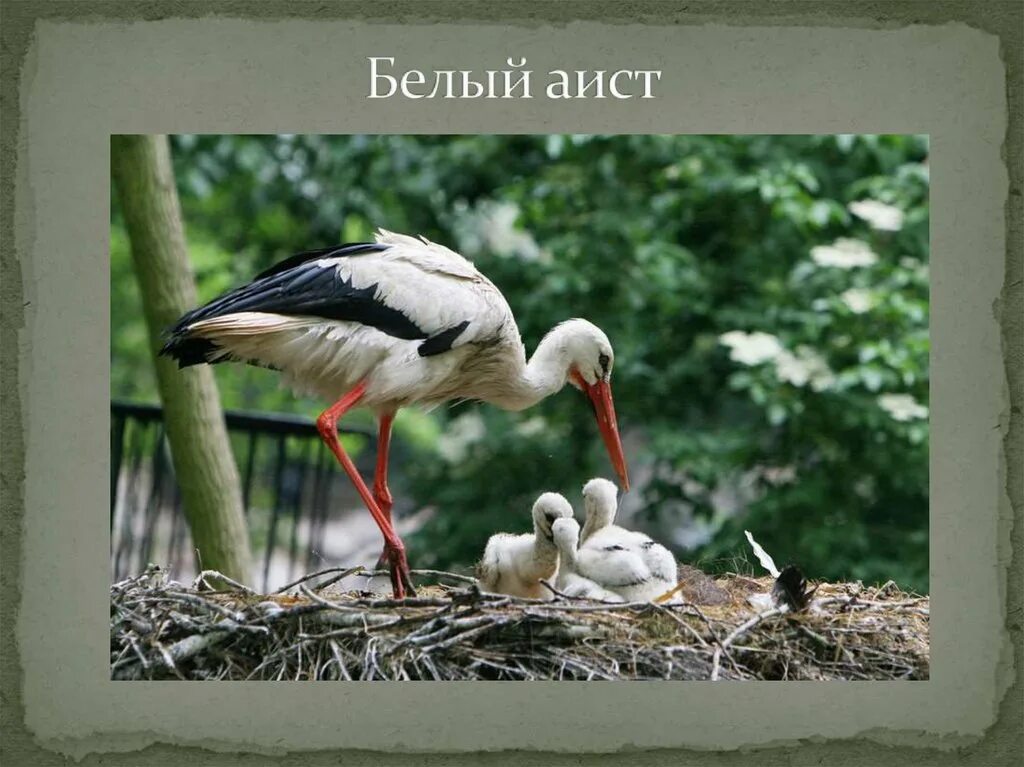 Дальневосточный аист черноклювый аист. В предложении белый аист чаще встречается. Детские стихи про аиста. Белый аист где обитает. Аист описание.