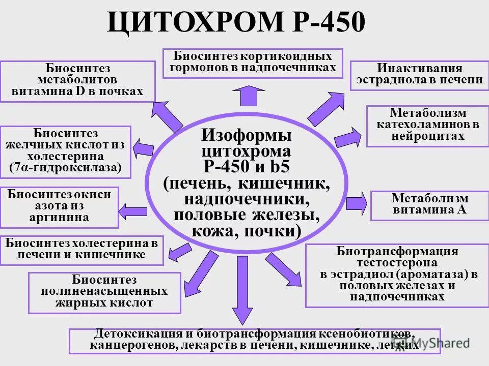 система цитохрома р450. цитохром p450 монооксигеназа. цитохром p450 индукторы и ингибиторы. цитохром p450 биохимия. каталитический цикл цитохрома p450.
