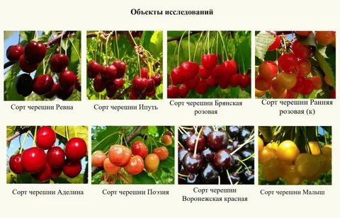 Урожайность черешни