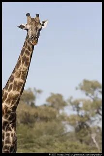 Giraffes long necks
