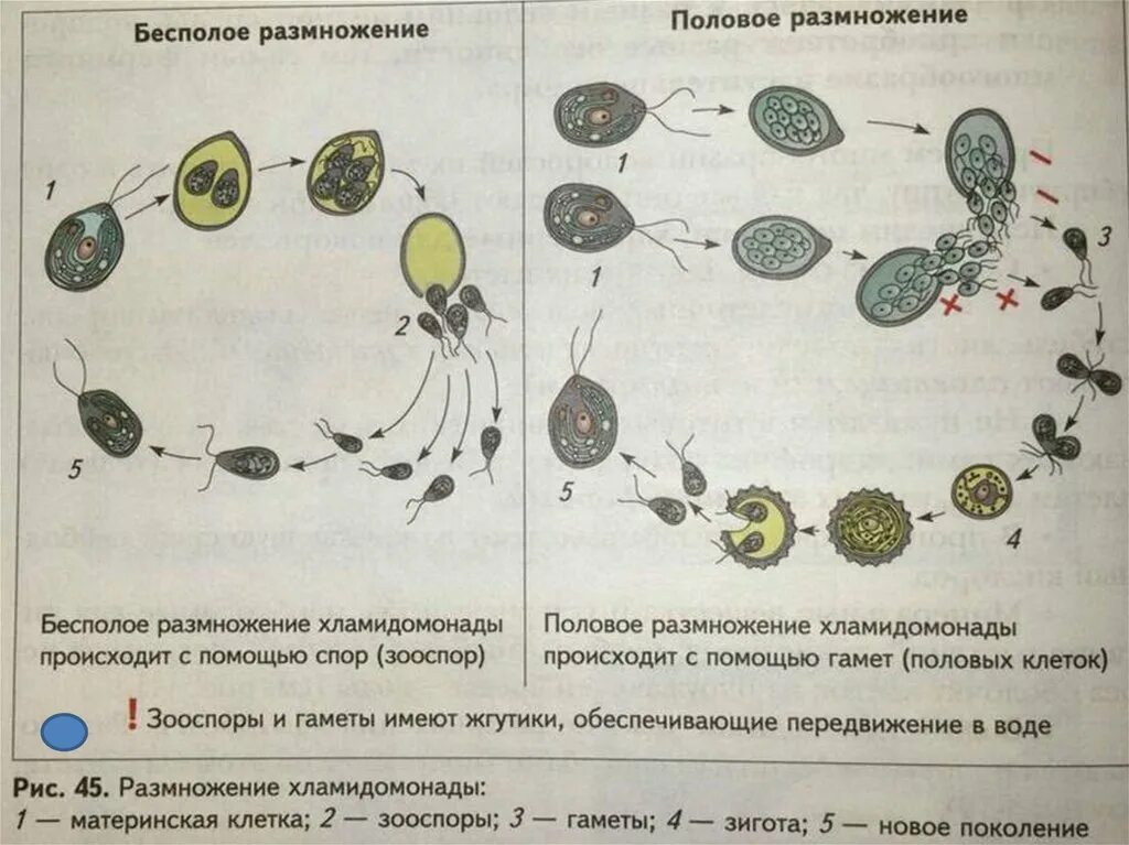 Бесполое и половое поколение растений. Половое размножение хламидомонады происходит. Бесполое размножение хламидомонады. Бесполое размножение происходит с помощью. Бесполое и половое размножение хламидомонады.