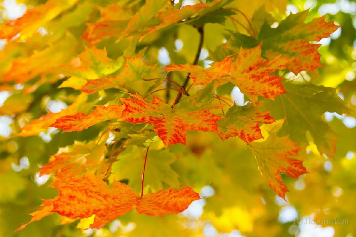 золотой кленовый лист. какое счастье было золотой лист. денежное дерево. лучи солнца. я на счастье подарю вам осень.