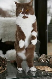 Шоколадно белый кот