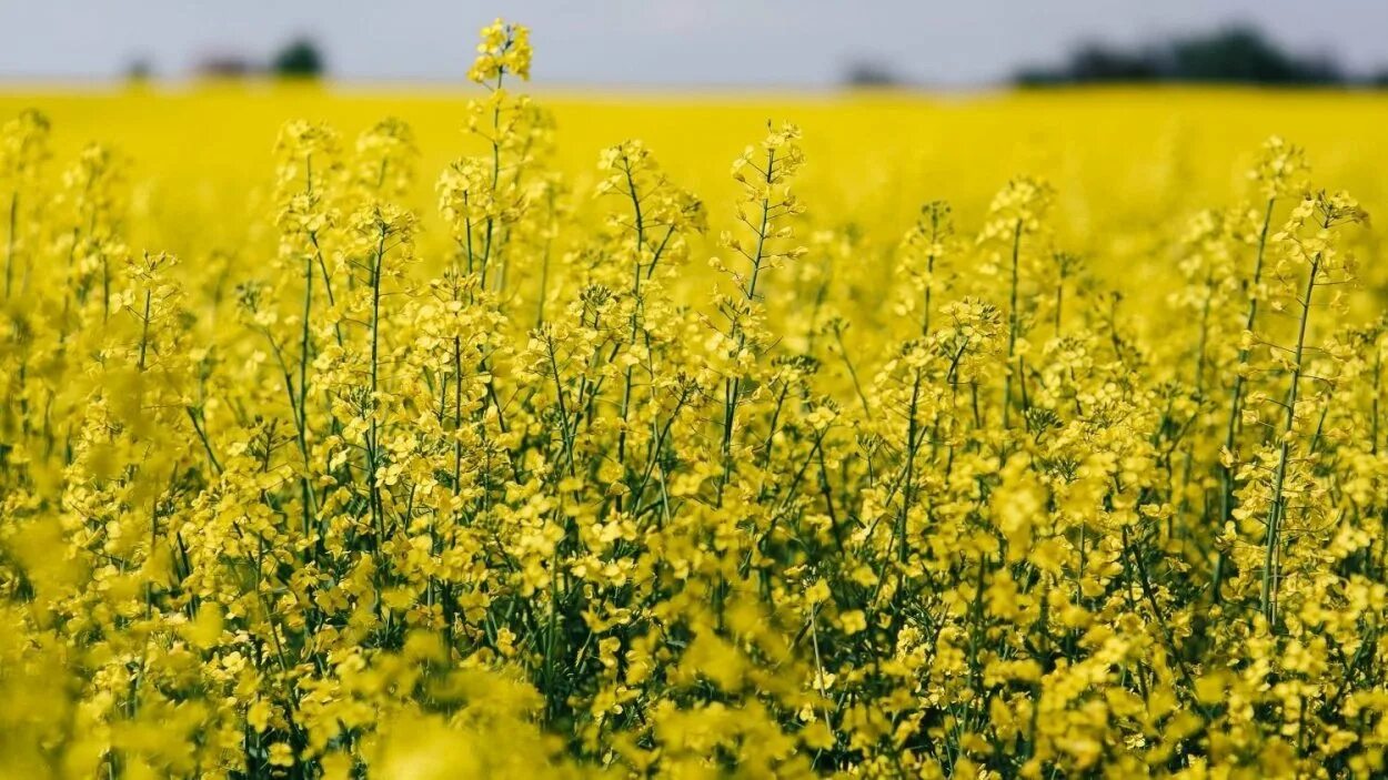 Рапс что это за растение для чего. Поля camelina sativa. жёлтая трава на полях. желтое растение на полях. поле с желтыми цветами.