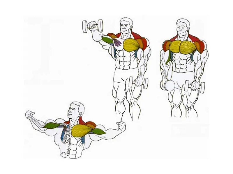 Как быстро накачать гантелями. Упражнения на грудные мышцы с гантелями стоя. Как накачать грудные мышцы штангой. Упражнение для грудинной мышцы для мужчин с гантелями. Упражнения для накачивания грудных мышц для мужчин.