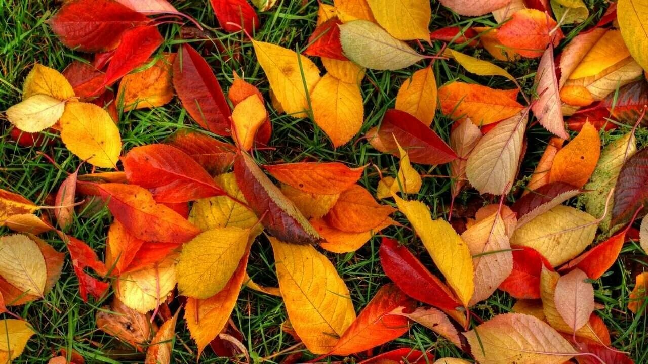 Download wallpaper autumn, leaves, nature, time of the year, section nature in r
