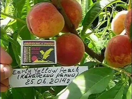 Персик канадиан хармони