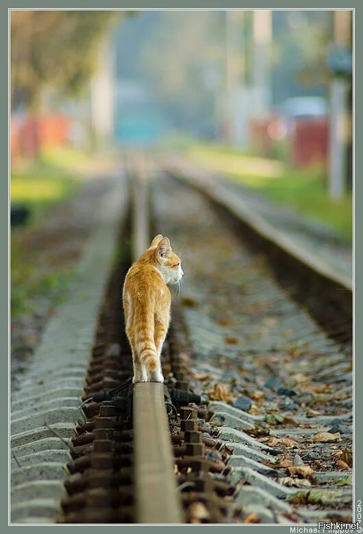 Кот уходит. Кот уходит по дороге. Кошка на рельсах. Кошка уходящая вдаль. Котов дорога солнца 2 читать
