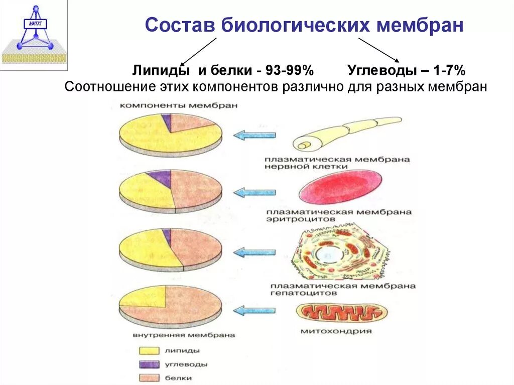 Соотношение белков и липидов в мембране. Биологические функции мембранных липидов белков углеводов. Соотношение липидов белков и углеводов в разных мембранах. Липидный состав биологических мембран. Липиды входят в состав клеток