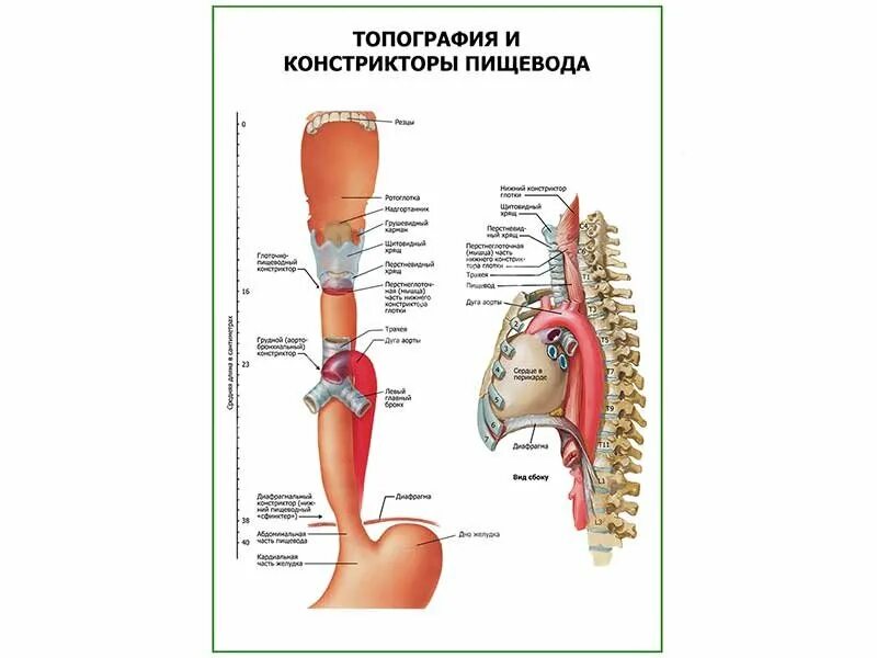 Синтопия пищевода. Скелетотопия пищевода. Топография пищевода анатомия. Констрикторы пищевода.