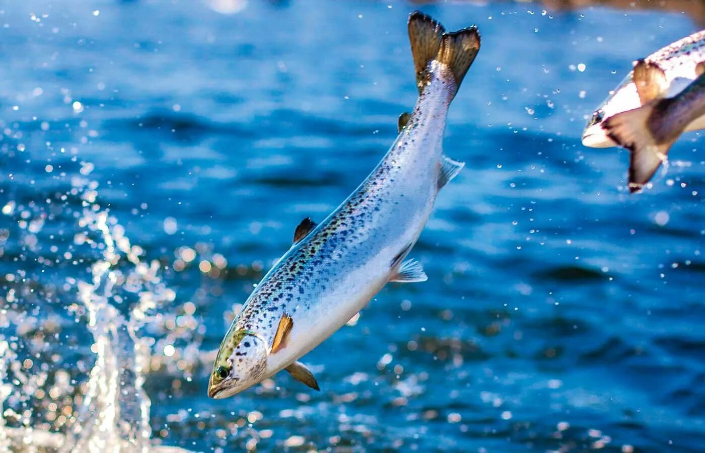 Дикая холодноводная рыба. Атлантический лосось семга. Fish Salmon форель. Морская кумжа Баренцево море. Кумжа атлантическая.