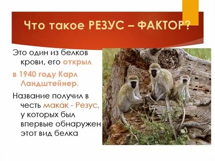 Резус белок