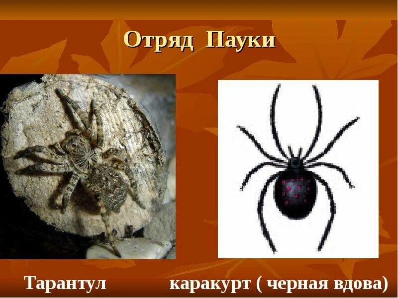 Отряды паукообразных