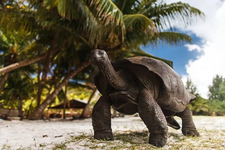 The world’s largest land tortoise resides in Seychelles. It weighs about 300 kgs