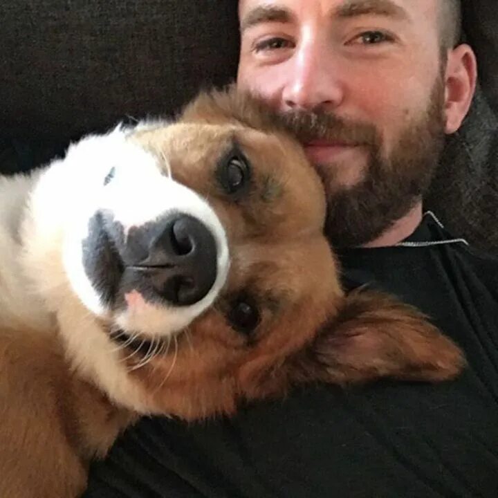 Dog chris. Dog chris. Dog chris. Dog chris. Пес криса эванса.