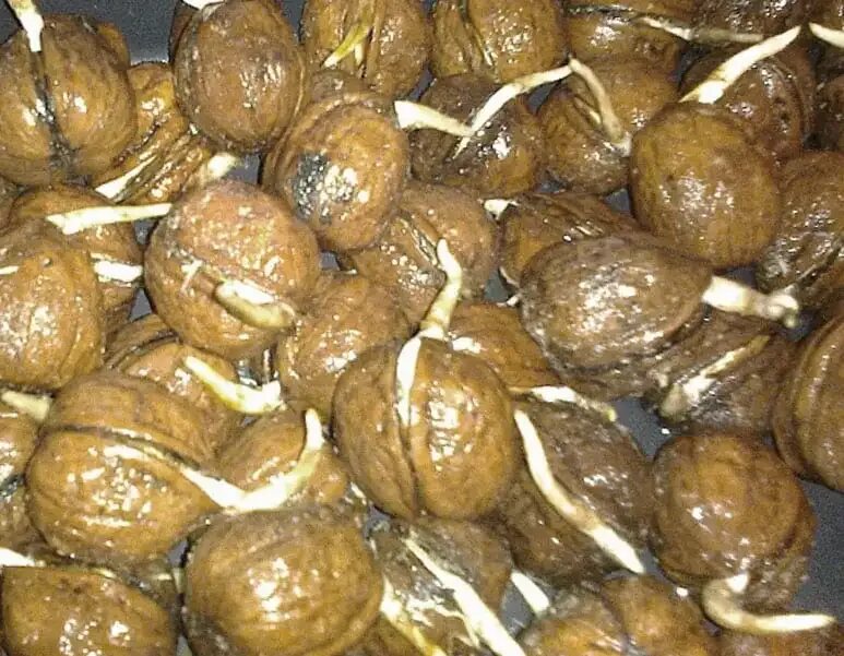 Как прорастить фундук. Грецкий черный орех. Сухое дерево ореха. Пророщенные семена грецкого ореха. Ореха выросло.