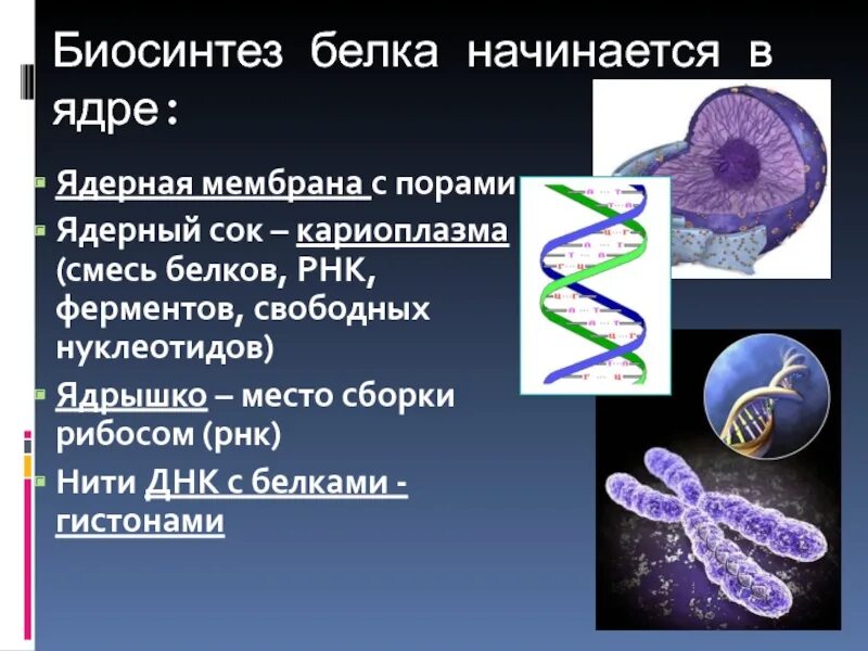 Сборка белка происходит. Биосинтез белка. Биосинтез белка начинается с. Нити ДНК В ядре. Белки кариоплазмы.