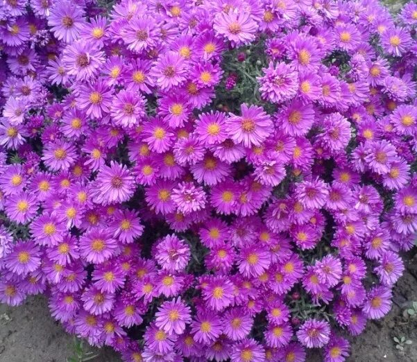 Купить семена Астра многолетняя кустарниковая Aster dumosus Prof A. Kippenberg в