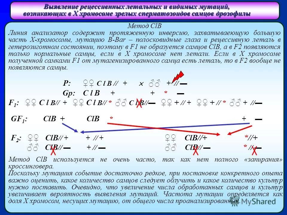Изменение структуры хромосом. Выявление хромосомных мутаций метод. Делеция дупликация инверсия транслокация. Хромосомные мутации это изменение. Хромосомные мутации примеры.