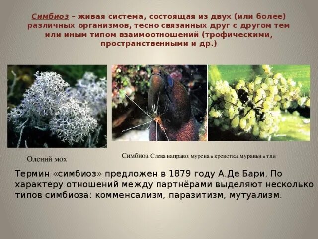 Симбиоз в жизни растений и животных проект Симбиоз в жизни растений и животных проект по биологии