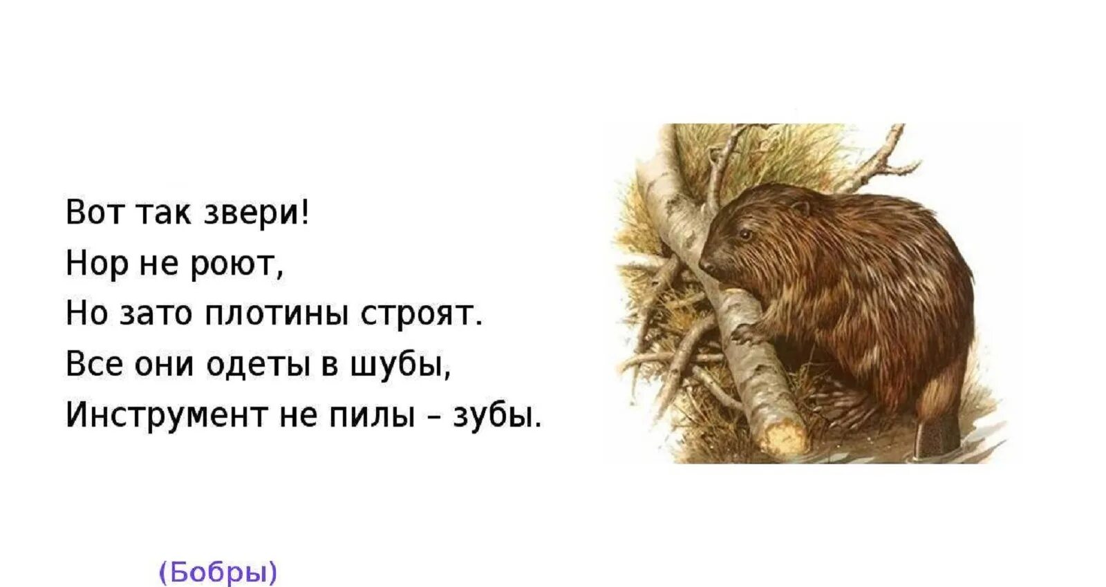 Скороговорка про бобров. Загадка про бобра для детей. Загадка о бобрах. Загадки про животных Бобр. Загадки о бобрах для детей.