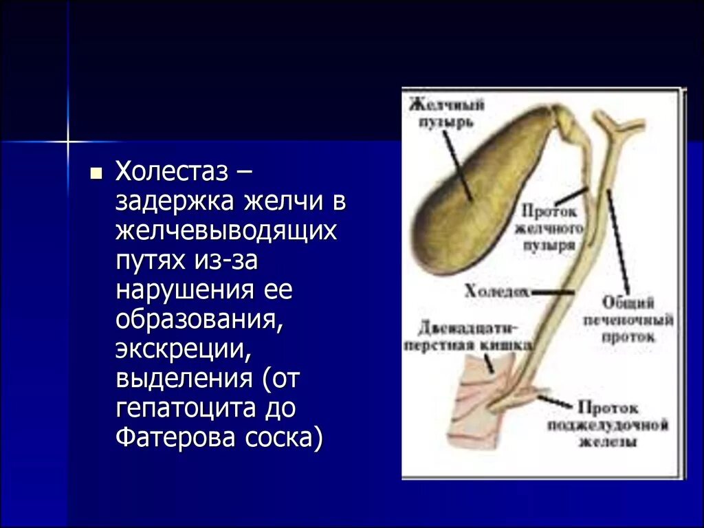 Обеспечивающий образование желчи. Пути выделения желчи. схема оттока желчи. экскреция желчи. нарушение выделения желчи.