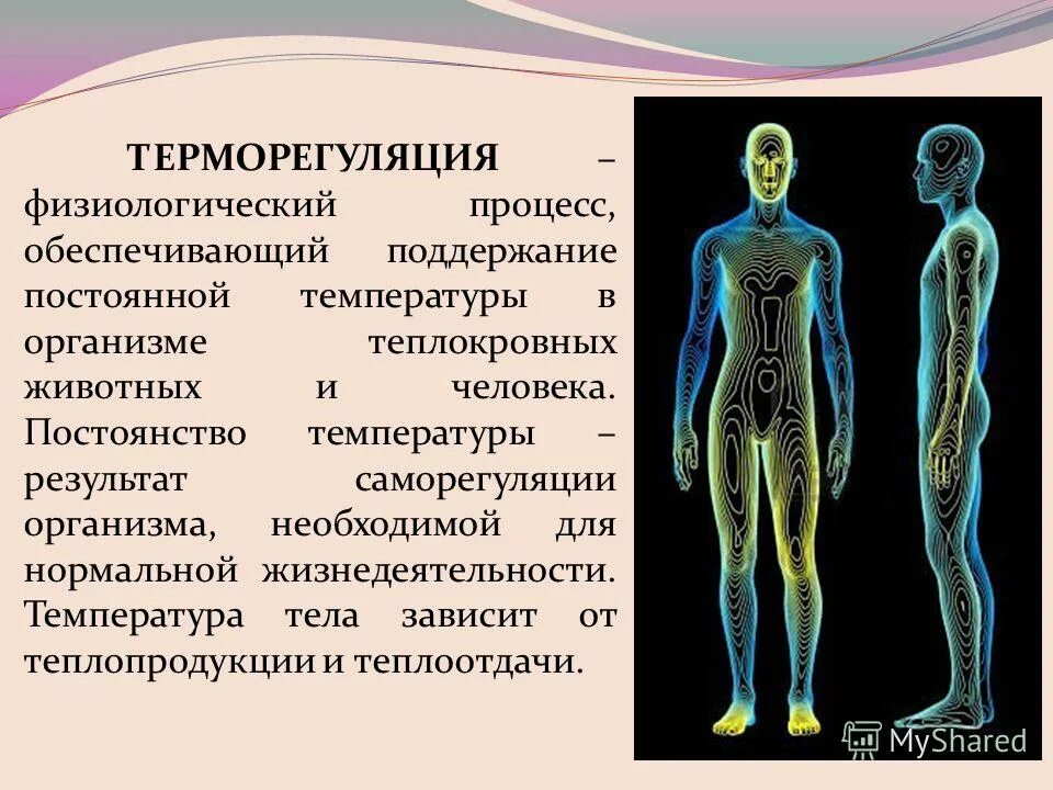 Терморегуляция человека. Теплорегуляция организма человека. Процесс терморегуляции организма. Терморегуляция человеческого организма.