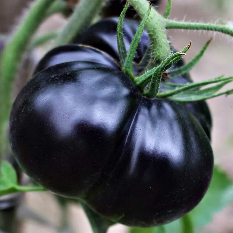 Лучшие черные томаты. Томат Black Beauty (черный красавец, черная красавица). Помидоры черри черные сорта. Черные черри сорта. Черри черный принц.