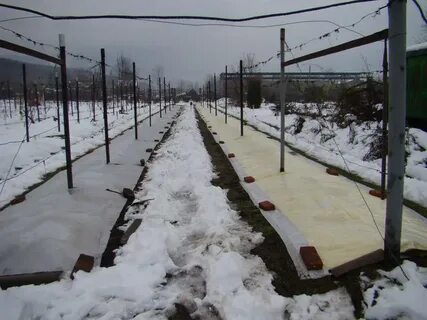 Зима виноград сибирь
