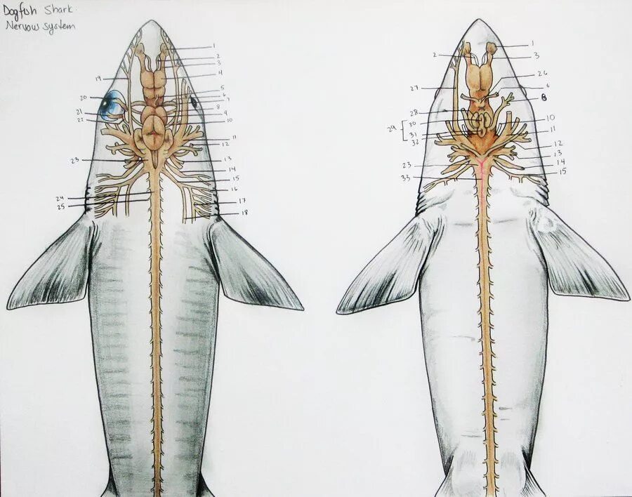Мозг хрящевых рыб. Нервная система хрящевых рыб. Нервная система акулы. Строение нервной системы акулы. Головной мозг хрящевых рыб.