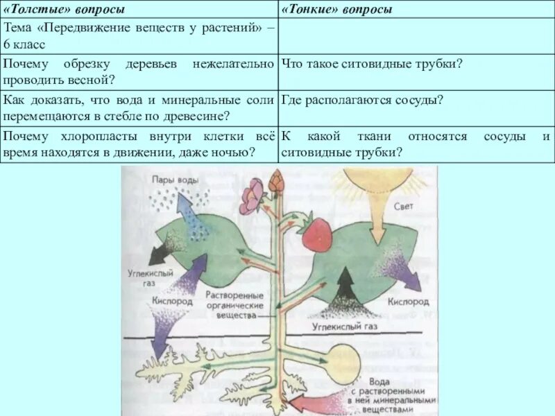 Установите последовательность поступления воды в корень. Схема движения веществ в растении. Передвижение веществ у растений 6 класс биология. Передвижение веществ у растений 6 класс биология таблица. Транспорт веществ у растений таблица биология 6.