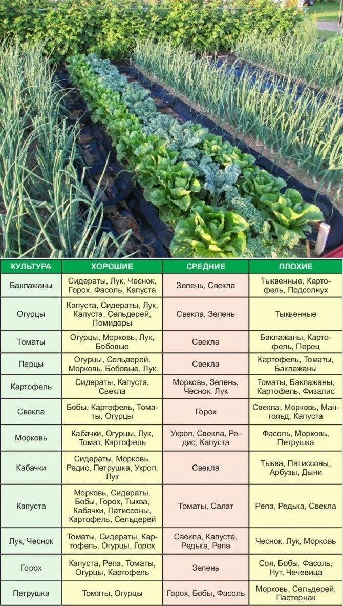 После каких растений можно сажать. Схема посадки сидератов. Таблица сидератов для овощных культур. Соседство овощей на грядках. Совместимость посевов на грядке.
